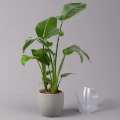 Strelitzia Nicolai, Topf-Ø 17 Cm, Höhe Ca. 55 Cm -Bestes Gartengeräte Geschäft 0210104742 Strelitzia nicolai T17 3