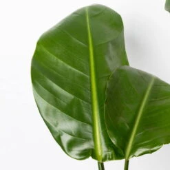 Strelitzia Nicolai, Topf-Ø 17 Cm, Höhe Ca. 55 Cm -Bestes Gartengeräte Geschäft 0210104742 Strelitzia nicolai T17 4