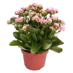 Kalanchoe 'Calandiva'®, Rosa-weiß, Topf-Ø 12 Cm, Höhe Ca. 27,5 Cm, 6er-Set -Bestes Gartengeräte Geschäft 0210350156 Kalanchoe Cal rosa weiss