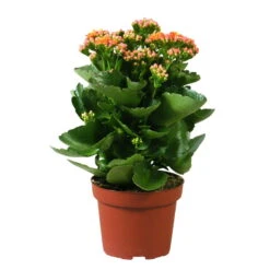 Kalanchoe 'Calandiva'®, Orange, Topf-Ø 12 Cm, Höhe Ca. 27,5 Cm, 6er-Set -Bestes Gartengeräte Geschäft 0210350158 Kalanchoe Cal orange