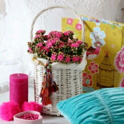 Kalanchoe 'Calandiva'®, Violett, Topf-Ø 12 Cm, Höhe Ca. 27,5 Cm, 6er-Set -Bestes Gartengeräte Geschäft 0210350159 Kalanchoe cal violett2