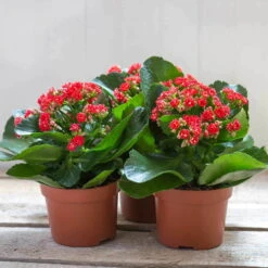 Kalanchoe 'Calandiva'®, Rot, Topf-Ø 12 Cm, Höhe Ca. 27,5 Cm, 6er-Set -Bestes Gartengeräte Geschäft 0210350161 Kalanchoe Cal rot 12 cm T H 26cm1
