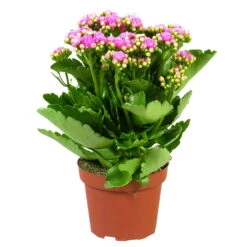 Kalanchoe 'Calandiva'®, Rosa, Topf-Ø 12 Cm, Höhe Ca. 27,5 Cm, 6er-Set -Bestes Gartengeräte Geschäft 0210350167 Kalanchoe Cal rosa