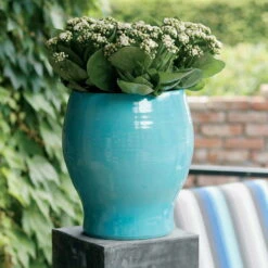 Kalanchoe 'Calandiva'®, Weiß, Topf-Ø 12 Cm, Höhe Ca. 27,5 Cm, 6er-Set -Bestes Gartengeräte Geschäft 0210350168 Kalanchoe Cal weiss1