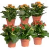 Kalanchoe 'Calandiva'®, Rot&orange, Topf-Ø 12 Cm, Höhe Ca. 20-30 Cm, 6er-Set
