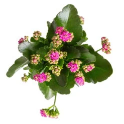 Kalanchoe 'Calandiva'®, Gelb&violett, Topf-Ø 12 Cm, Höhe Ca. 20-30 Cm, 6er-Set 10 Kalanchoe 'Calandiva'®, Gelb&violett, Topf-Ø 12 Cm, Höhe Ca. 20-30 Cm, 6er-Set -Bestes Gartengeräte Geschäft 0210350382 Kalanchoe violett 6er Set 6xviolett 1 3