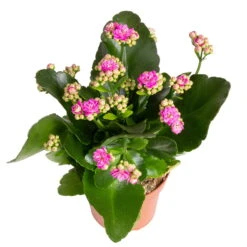 Kalanchoe 'Calandiva'®, Rot&violett, Topf-Ø 12 Cm, Höhe Ca. 20-30 Cm, 6er-Set -Bestes Gartengeräte Geschäft 0210350382 Kalanchoe violett 6er Set 6xviolett 3 2
