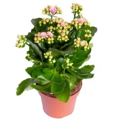 Kalanchoe 'Calandiva'®, Rosa-weiß, Topf-Ø 12 Cm, Höhe Ca. 27,5 Cm, 6er-Set -Bestes Gartengeräte Geschäft 0210350383 Kalanchoe rosa weiss 6er Set 6xrosa weiss 1