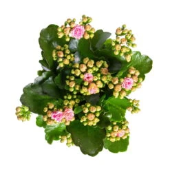 Kalanchoe 'Calandiva'®, Rosa-weiß, Topf-Ø 12 Cm, Höhe Ca. 27,5 Cm, 6er-Set -Bestes Gartengeräte Geschäft 0210350383 Kalanchoe rosa weiss 6er Set 6xrosa weiss 2