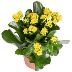 Kalanchoe 'Calandiva'®, Rot&gelb, Topf Topf-Ø 12 Cm, Höhe Ca. 20-30cm, 6er-Set -Bestes Gartengeräte Geschäft 0210350384 Kalanchoe gelb 6er Set 6xgelb 2 1