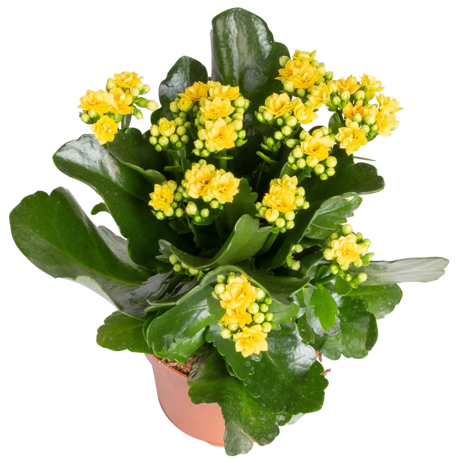 Kalanchoe 'Calandiva'®, Gelb&violett, Topf-Ø 12 Cm, Höhe Ca. 20-30 Cm, 6er-Set 3 Kalanchoe 'Calandiva'®, Gelb&violett, Topf-Ø 12 Cm, Höhe Ca. 20-30 Cm, 6er-Set – Bild 3