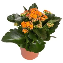 Kalanchoe 'Calandiva'®, Gelb&orange, Topf-Ø 12 Cm, Höhe Ca. 20-30 Cm, 6er-Set 9 Kalanchoe 'Calandiva'®, Gelb&orange, Topf-Ø 12 Cm, Höhe Ca. 20-30 Cm, 6er-Set -Bestes Gartengeräte Geschäft 0210350385 Kalanchoe orange 6er Set 6xorange 2 2