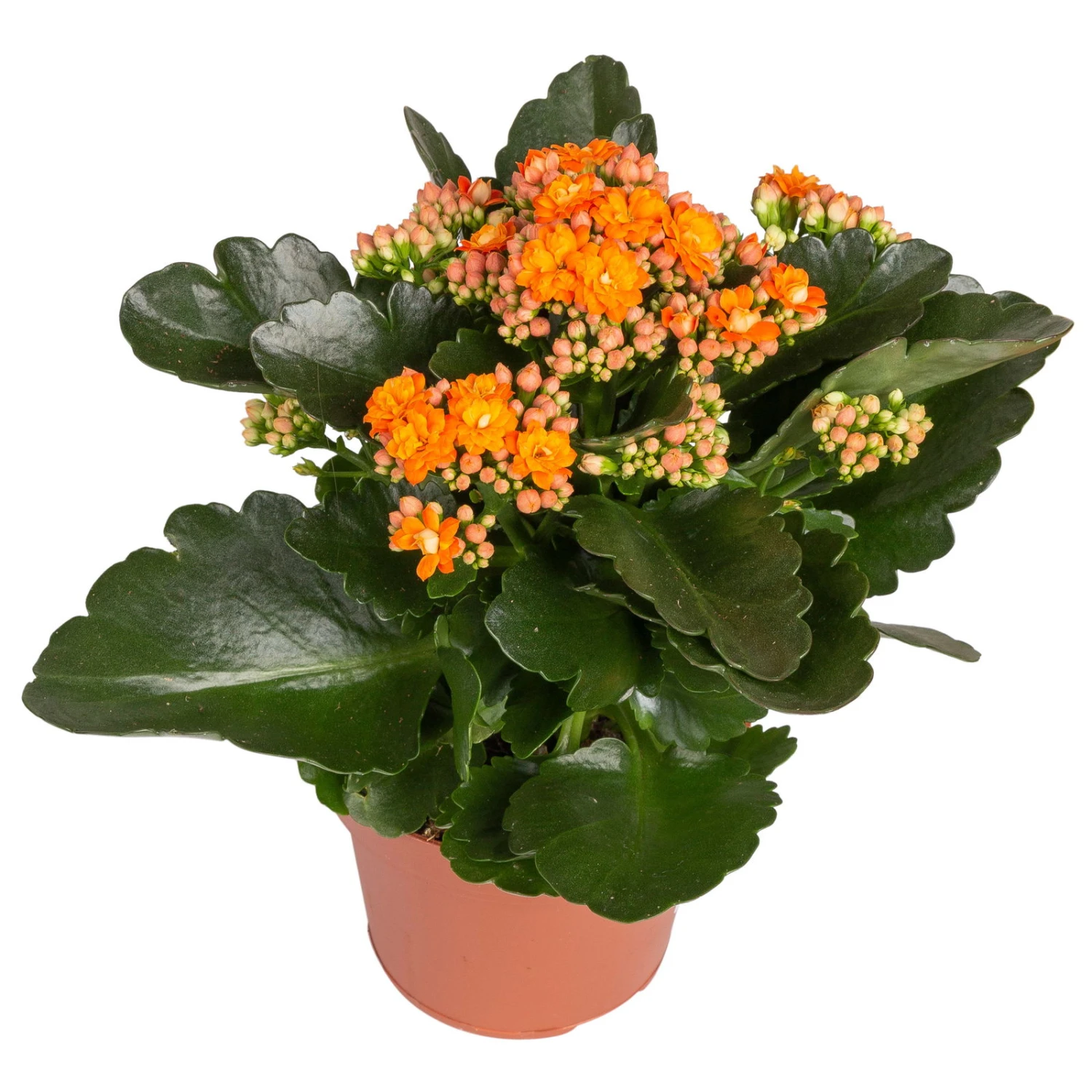 Kalanchoe 'Calandiva'®, Gelb&orange, Topf-Ø 12 Cm, Höhe Ca. 20-30 Cm, 6er-Set 3 Kalanchoe 'Calandiva'®, Gelb&orange, Topf-Ø 12 Cm, Höhe Ca. 20-30 Cm, 6er-Set – Bild 3