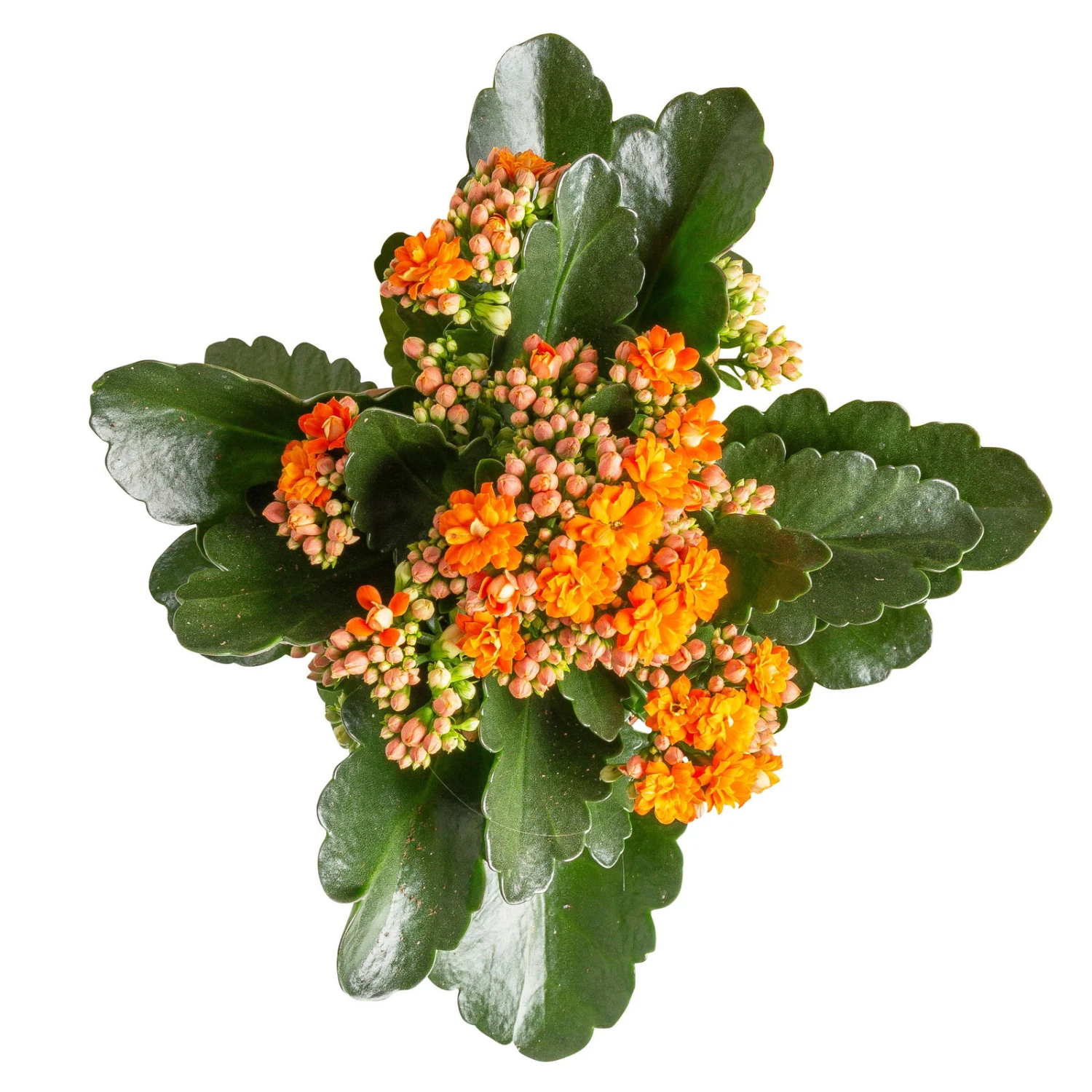 Kalanchoe 'Calandiva'®, Gelb&orange, Topf-Ø 12 Cm, Höhe Ca. 20-30 Cm, 6er-Set 2 Kalanchoe 'Calandiva'®, Gelb&orange, Topf-Ø 12 Cm, Höhe Ca. 20-30 Cm, 6er-Set – Bild 2