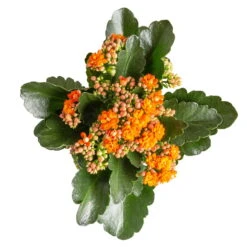 Kalanchoe 'Calandiva'®, Orange, Topf-Ø 12 Cm, Höhe Ca. 27,5 Cm, 6er-Set -Bestes Gartengeräte Geschäft 0210350385 Kalanchoe orange 6er Set 6xorange 3
