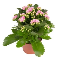 Kalanchoe 'Calandiva'®, Weiß & Rosa, Topf-Ø 12 Cm, Höhe Ca. 20-30 Cm, 6er-Set 11 Kalanchoe 'Calandiva'®, Weiß & Rosa, Topf-Ø 12 Cm, Höhe Ca. 20-30 Cm, 6er-Set -Bestes Gartengeräte Geschäft 0210350386 Kalanchoe rosa 6er Set 6xrosa 1 1