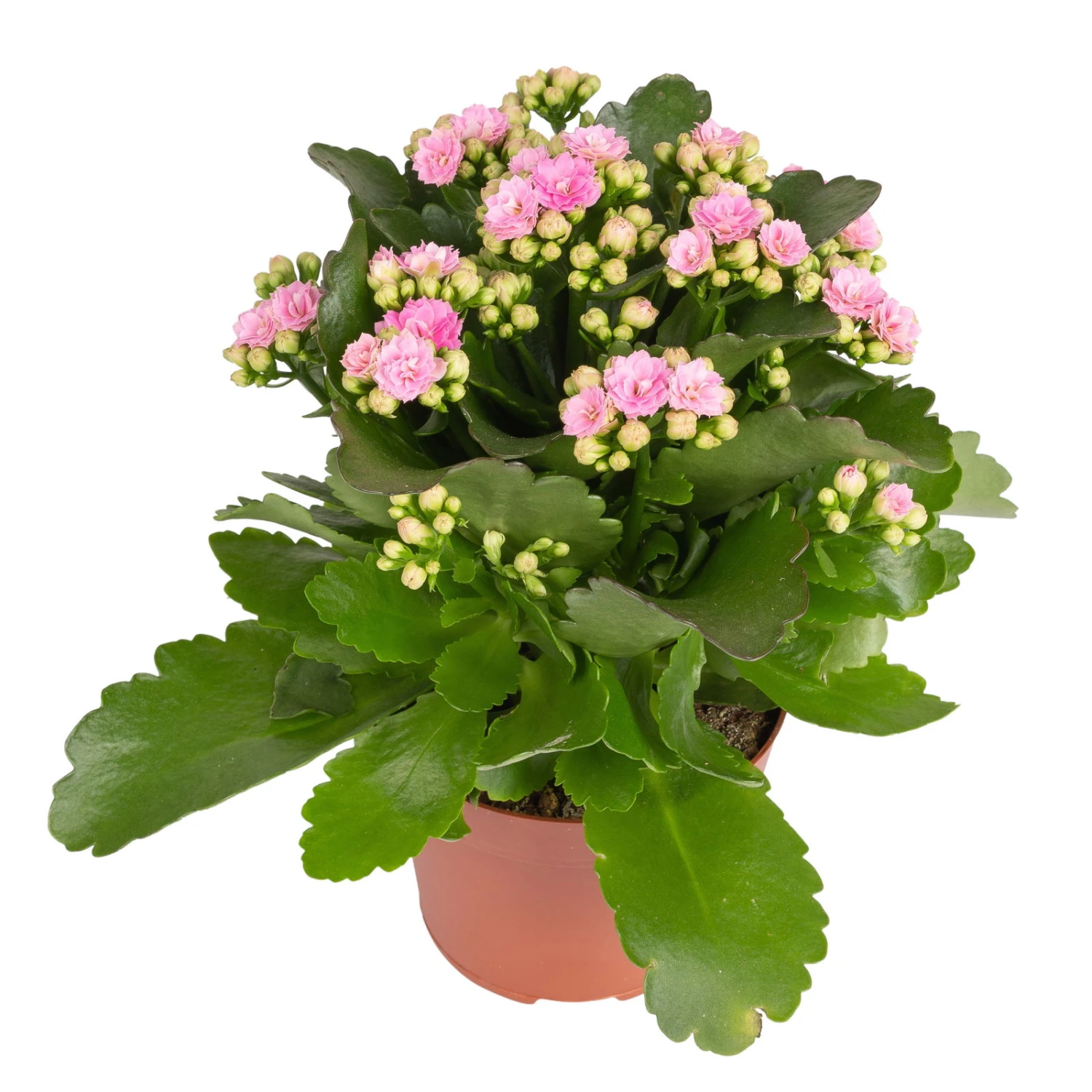 Kalanchoe 'Calandiva'®, Weiß & Rosa, Topf-Ø 12 Cm, Höhe Ca. 20-30 Cm, 6er-Set 5 Kalanchoe 'Calandiva'®, Weiß & Rosa, Topf-Ø 12 Cm, Höhe Ca. 20-30 Cm, 6er-Set – Bild 5