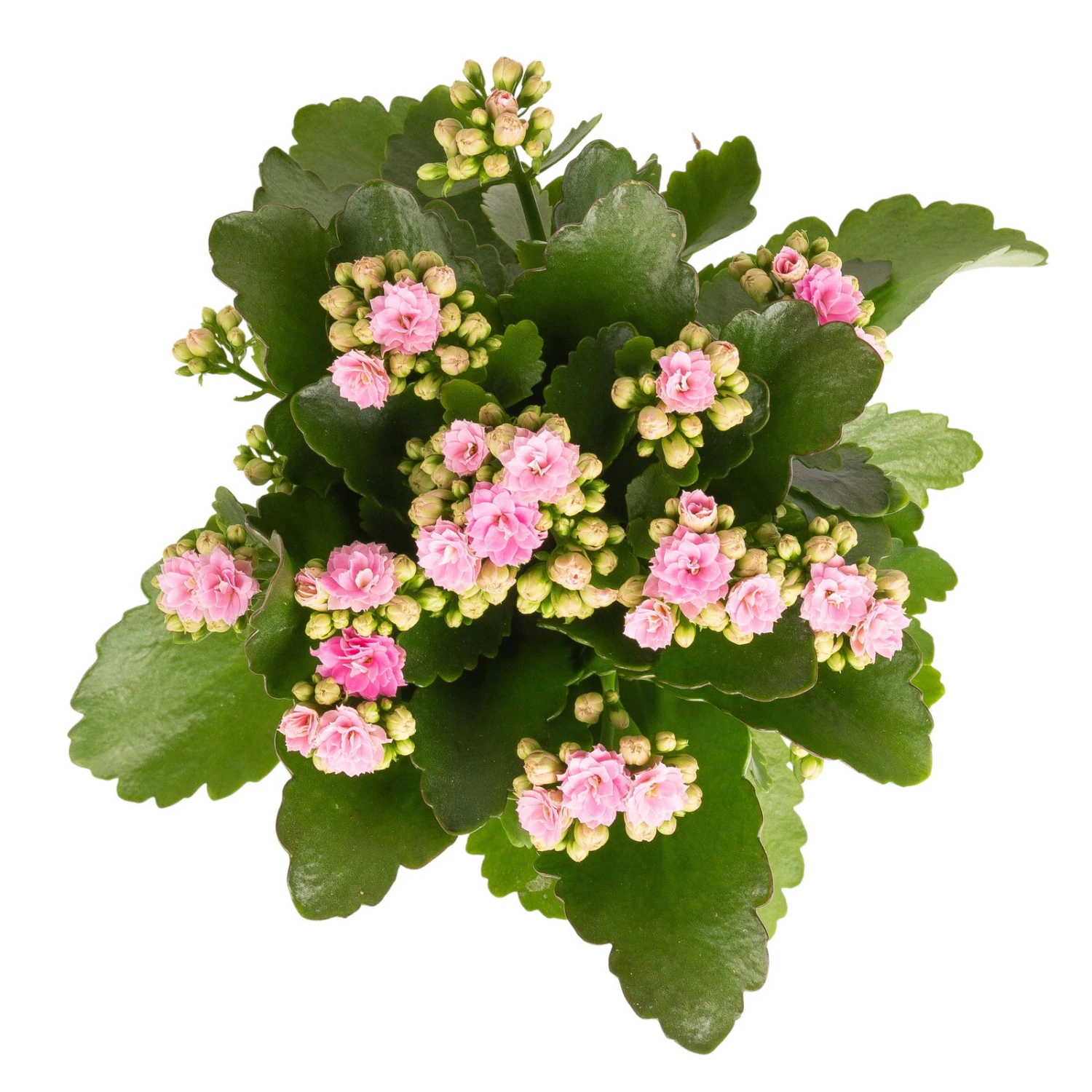 Kalanchoe 'Calandiva'®, Weiß & Rosa, Topf-Ø 12 Cm, Höhe Ca. 20-30 Cm, 6er-Set 4 Kalanchoe 'Calandiva'®, Weiß & Rosa, Topf-Ø 12 Cm, Höhe Ca. 20-30 Cm, 6er-Set – Bild 4