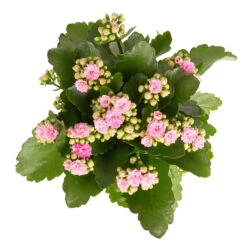 Kalanchoe 'Calandiva'®, Rosa, Topf-Ø 12 Cm, Höhe Ca. 27,5 Cm, 6er-Set -Bestes Gartengeräte Geschäft 0210350386 Kalanchoe rosa 6er Set 6xrosa 2