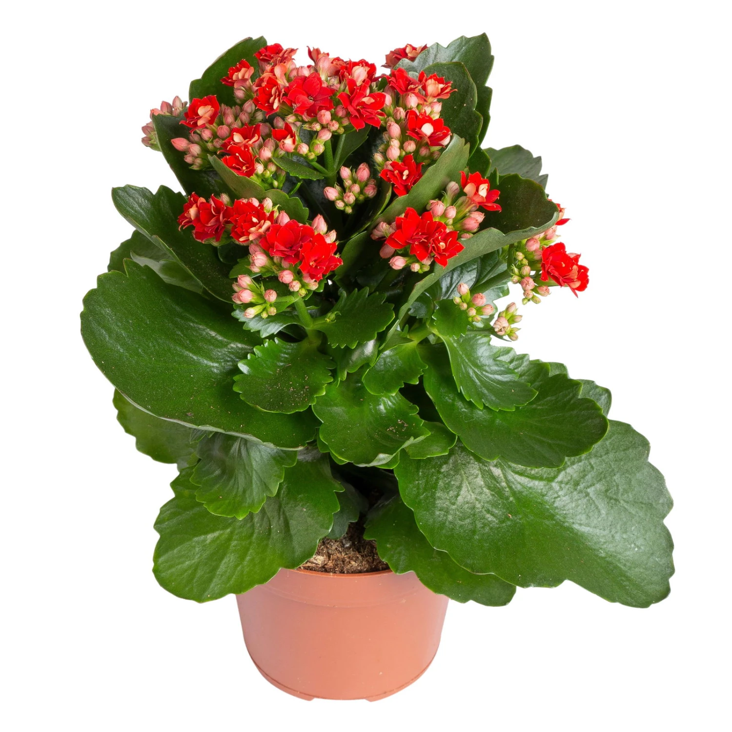 Kalanchoe 'Calandiva'®, Rot&orange, Topf-Ø 12 Cm, Höhe Ca. 20-30 Cm, 6er-Set 5 Kalanchoe 'Calandiva'®, Rot&orange, Topf-Ø 12 Cm, Höhe Ca. 20-30 Cm, 6er-Set – Bild 5