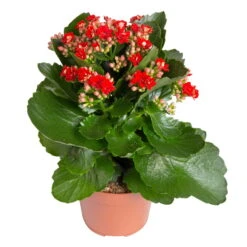 Kalanchoe 'Calandiva'®, Rot, Topf-Ø 12 Cm, Höhe Ca. 27,5 Cm, 6er-Set -Bestes Gartengeräte Geschäft 0210350387 Kalanchoe rot 6er Set 6xrot 21 4