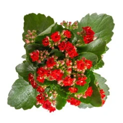 Kalanchoe 'Calandiva'®, Rot&violett, Topf-Ø 12 Cm, Höhe Ca. 20-30 Cm, 6er-Set -Bestes Gartengeräte Geschäft 0210350387 Kalanchoe rot 6er Set 6xrot 3