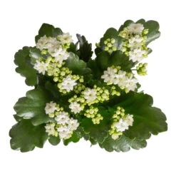 Kalanchoe 'Calandiva'®, Weiß, Topf-Ø 12 Cm, Höhe Ca. 27,5 Cm, 6er-Set -Bestes Gartengeräte Geschäft 0210350388 Kalanchoe weiss 6er Set 6xweiss 1 3