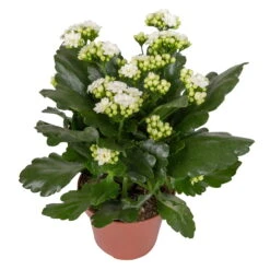 Kalanchoe 'Calandiva'®, Weiß & Rot, Topf-Ø 12 Cm, Höhe Ca. 20-30 Cm, 6er-Set -Bestes Gartengeräte Geschäft 0210350388 Kalanchoe weiss 6er Set 6xweiss 2 1