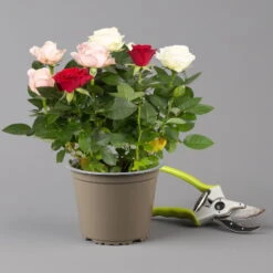 Rose 'Infinity' Rosa-weiß & Rot, Topf-Ø 14 Cm, 2er-Set -Bestes Gartengeräte Geschäft 0210550267 rosen trio gemischt 6 122765