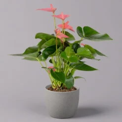 Neue Produkte -Bestes Gartengeräte Geschäft 0210650281 Anthurium Andreanum Pink Champion 12cm 1 114742