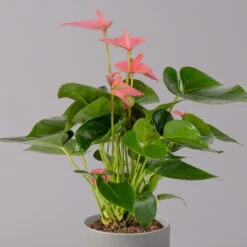 Flamingoblume 'Pink Champion', Topf-Ø 12 Cm, Höhe Ca. 35 Cm -Bestes Gartengeräte Geschäft 0210650281 Anthurium Andreanum Pink Champion 12cm 2 114743
