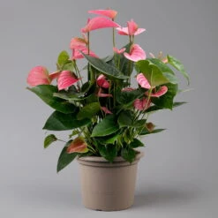 Flamingoblume 'Pink Champion', Pink, Topf-Ø 21 Cm, Höhe Ca. 65 Cm -Bestes Gartengeräte Geschäft 0210650450 Anthurium andrPink Champion T21 H65 1 126767