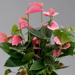 Neue Produkte -Bestes Gartengeräte Geschäft 0210650450 Anthurium andrPink Champion T21 H65 4 126765