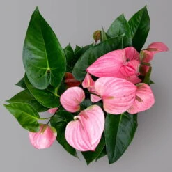 Flamingoblume 'Pink Champion', Pink, Topf-Ø 21 Cm, Höhe Ca. 65 Cm -Bestes Gartengeräte Geschäft 0210650450 Anthurium andrPink Champion T21 H65 5 126764
