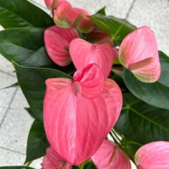 Flamingoblume 'Pink Champion', Pink, Topf-Ø 21 Cm, Höhe Ca. 65 Cm -Bestes Gartengeräte Geschäft 0210650450 Anthurium andrPink Champion T21 H65 6 126746