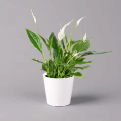Einblatt 'Bellini', Topf-Ø 13 Cm, Mit Topf Dallas Weiß, Höhe Ca. 30 Cm, 2er-Set -Bestes Gartengeräte Geschäft 0210660074 Spathiphyllum walisii im UeT Dallas weiss 1