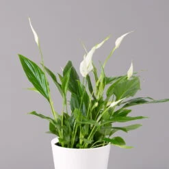 Einblatt 'Bellini', Topf-Ø 13 Cm, Mit Topf Dallas Weiß, Höhe Ca. 30 Cm, 2er-Set -Bestes Gartengeräte Geschäft 0210660074 Spathiphyllum walisii im UeT Dallas weiss 2