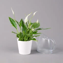 Einblatt 'Bellini', Topf-Ø 13 Cm, Mit Topf Dallas Weiß, Höhe Ca. 30 Cm, 2er-Set -Bestes Gartengeräte Geschäft 0210660074 Spathiphyllum walisii im UeT Dallas weiss 3