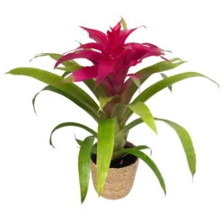 Guzmania 'Deseo Pink', Pink, Topf-Ø 12 Cm, Mit Korb Maki, Höhe Ca. 50 Cm -Bestes Gartengeräte Geschäft 0210750707 Guzmania Deseo Pink im Dekokorb 1
