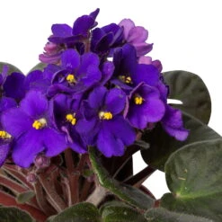 Usambaraveilchen In Keramiktopf Dallas Weiß, Dunkelblau, Topf-Ø 12 Cm, 3er-Set -Bestes Gartengeräte Geschäft 0210950102 0210950107 Saintpaulia blau T12cm 6er Set 1 116378