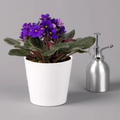 Usambaraveilchen In Keramiktopf Dallas Weiß, Dunkelblau, Topf-Ø 12 Cm, 3er-Set -Bestes Gartengeräte Geschäft 0210950107 Saintpaulia blau in Topf Dallas weiss H20cm T14cm 3erSet1 116398