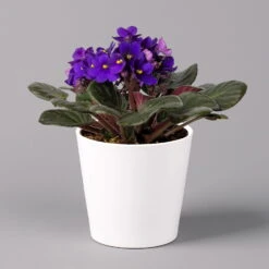 Usambaraveilchen In Keramiktopf Dallas Weiß, Dunkelblau, Topf-Ø 12 Cm, 3er-Set -Bestes Gartengeräte Geschäft 0210950107 Saintpaulia blau in Topf Dallas weiss H20cm T14cm 3erSet2 116397