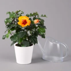 Hibiskus, Graff® 'Petit Orange', Mit Keramiktopf Dallas Weiß, Topf-Ø 13 Cm -Bestes Gartengeräte Geschäft 0213100227 Hibiscus Petit Orange mit Topf Dallas weiss 3