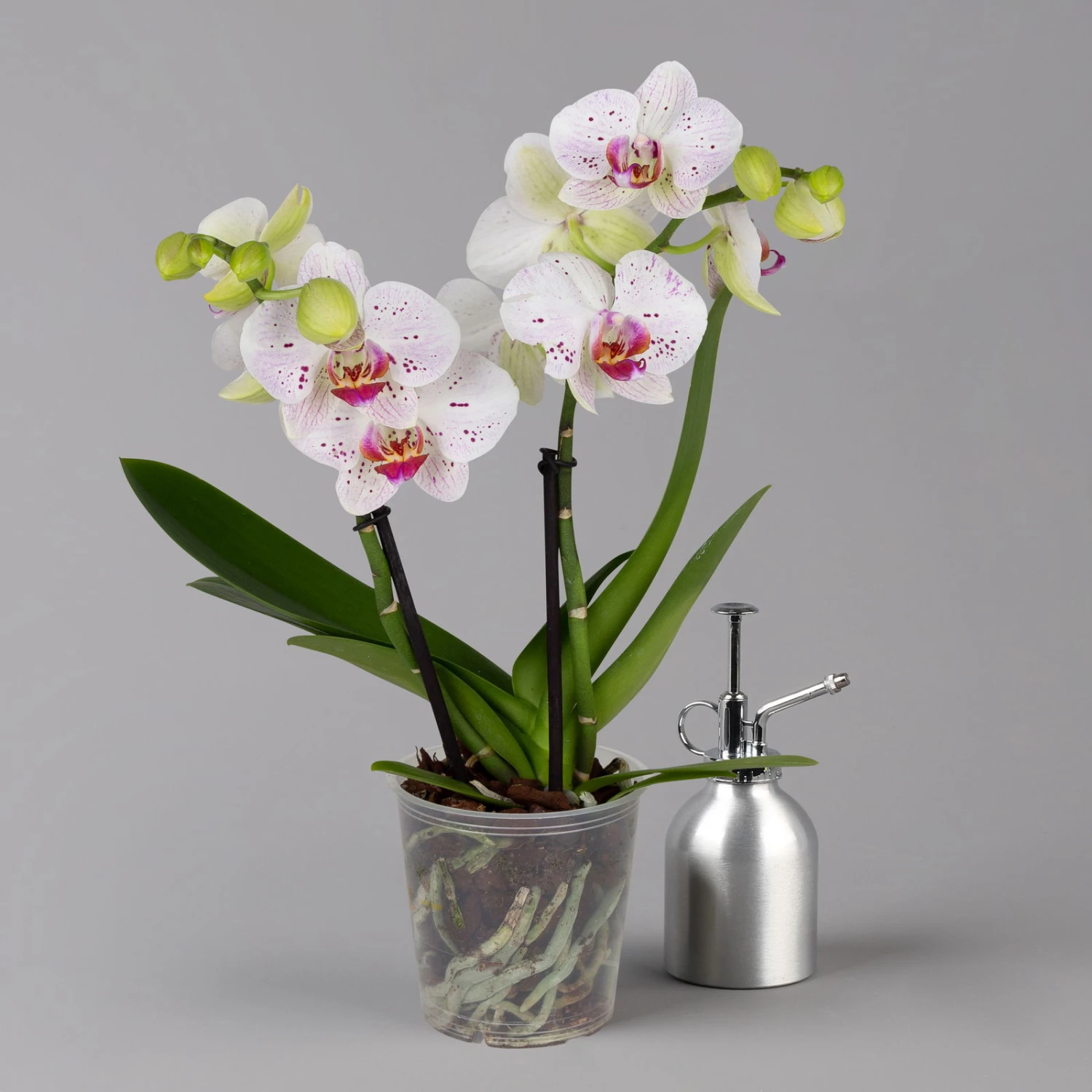 Phalaenopsis 'Spirit' Weiß Gesprenkelt, 2 Rispen, Topf-Ø 12 Cm, Höhe Ca. 50 Cm 1 Phalaenopsis 'Spirit' Weiß Gesprenkelt, 2 Rispen, Topf-Ø 12 Cm, Höhe Ca. 50 Cm