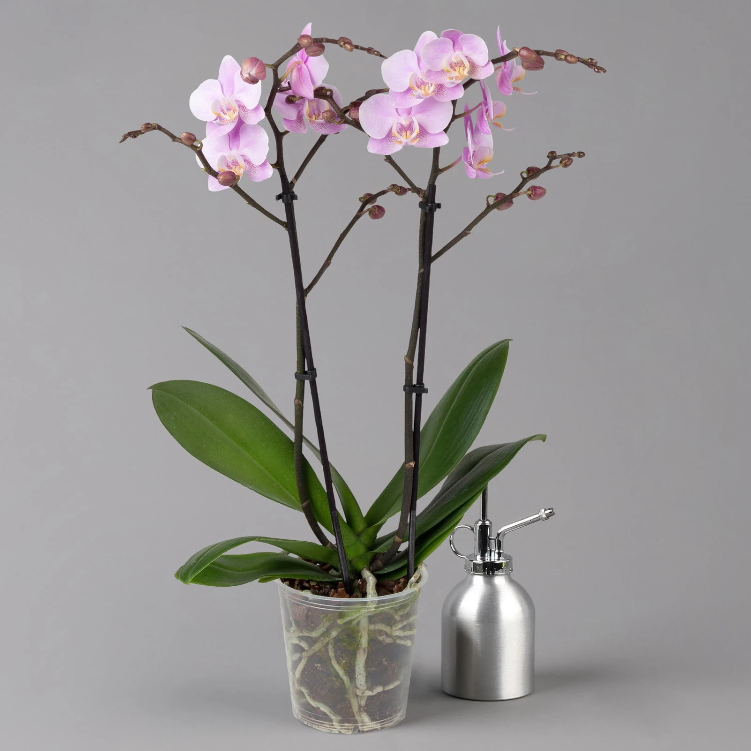 Schmetterlingsorchidee, Hellrosa, 2 Rispen, Topf-Ø 12 Cm, Höhe Ca. 50 Cm 1 Schmetterlingsorchidee, Hellrosa, 2 Rispen, Topf-Ø 12 Cm, Höhe Ca. 50 Cm