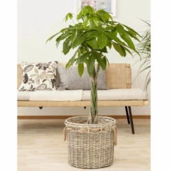 Glückskastanie, Topf-Ø 27 Cm, Höhe Ca. 150 Cm -Bestes Gartengeräte Geschäft 022010 glueckskastanie pachira aquatica1