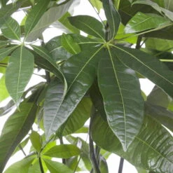 Glückskastanie, Topf-Ø 27 Cm, Höhe Ca. 150 Cm -Bestes Gartengeräte Geschäft 022010 glueckskastanie pachira aquatica