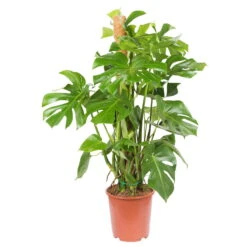 Monstera Deliciosa, Topf-Ø 27 Cm, Höhe Ca. 120 Cm 8 Monstera Deliciosa, Topf-Ø 27 Cm, Höhe Ca. 120 Cm -Bestes Gartengeräte Geschäft 0220107421 Monstera deliciosa moosstab 27cm T H120cm