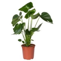 Monstera Deliciosa, Topf-Ø 21 Cm, Höhe Ca. 50-70 Cm -Bestes Gartengeräte Geschäft 0220107660 Monstera Busch 2