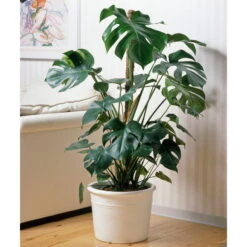 Monstera Deliciosa, Topf-Ø 21 Cm, Höhe Ca. 50-70 Cm -Bestes Gartengeräte Geschäft 0220107660 Monstera Busch